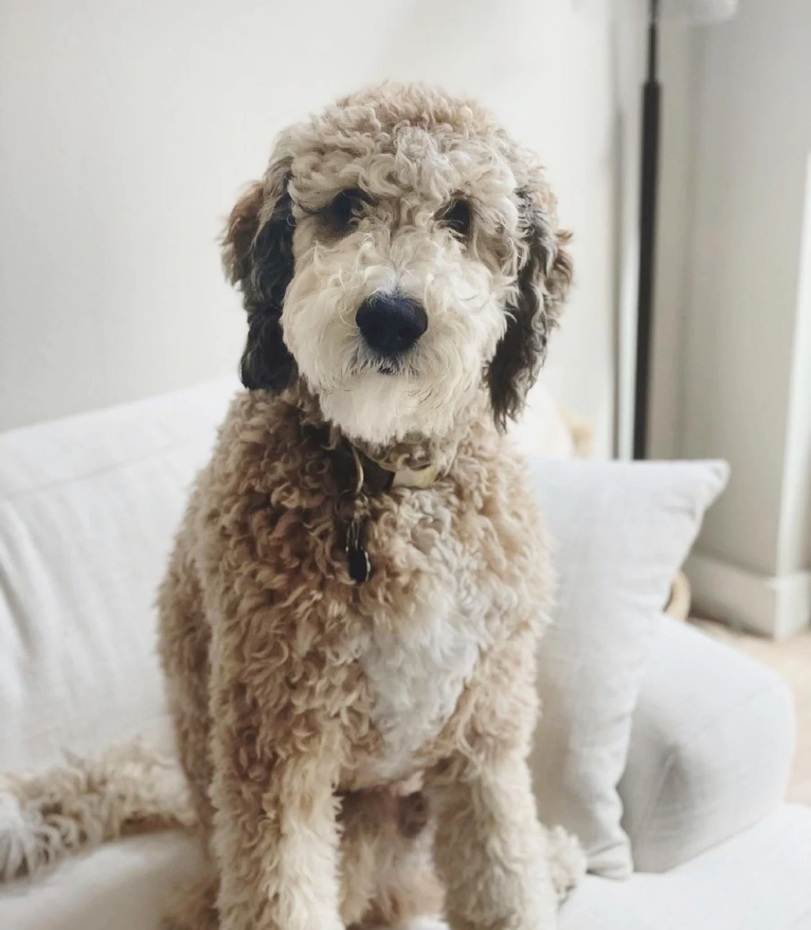 Ollie aka Pluto.jpeg