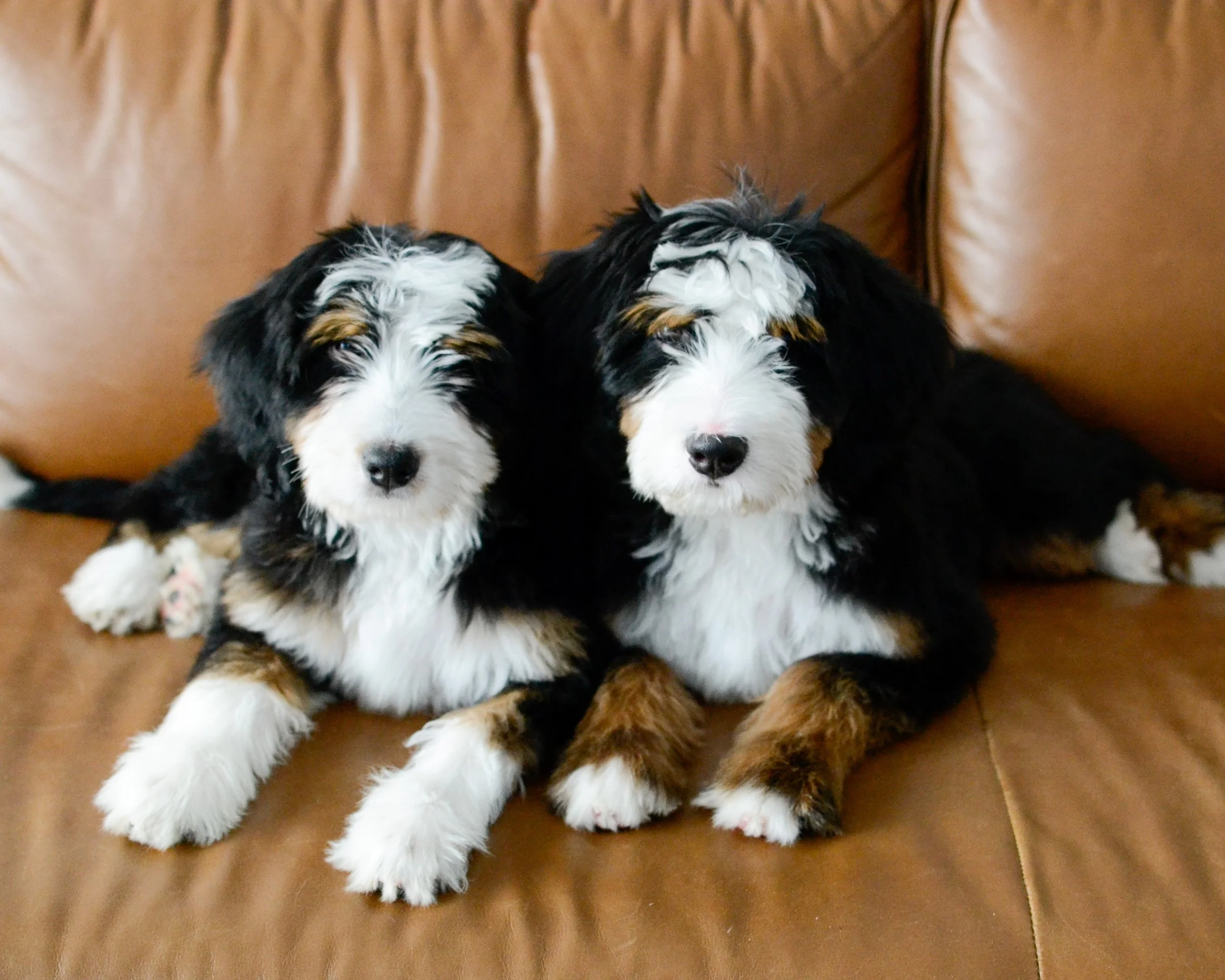Colorado Family Doodles Bernedoodle Colors