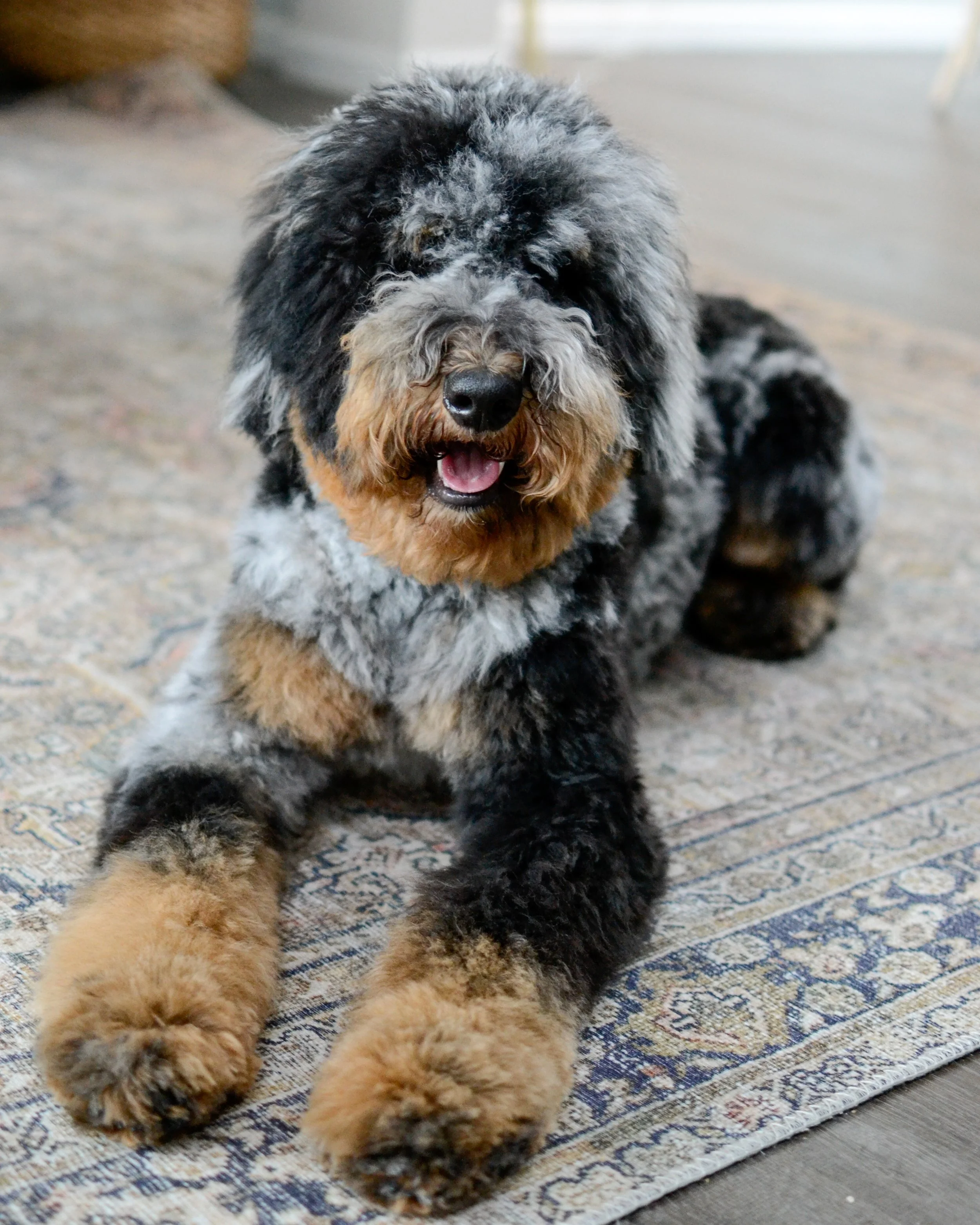 Standard Bernedoodle Tiny Bernedoodle Adult Full Grown Bernedoodle