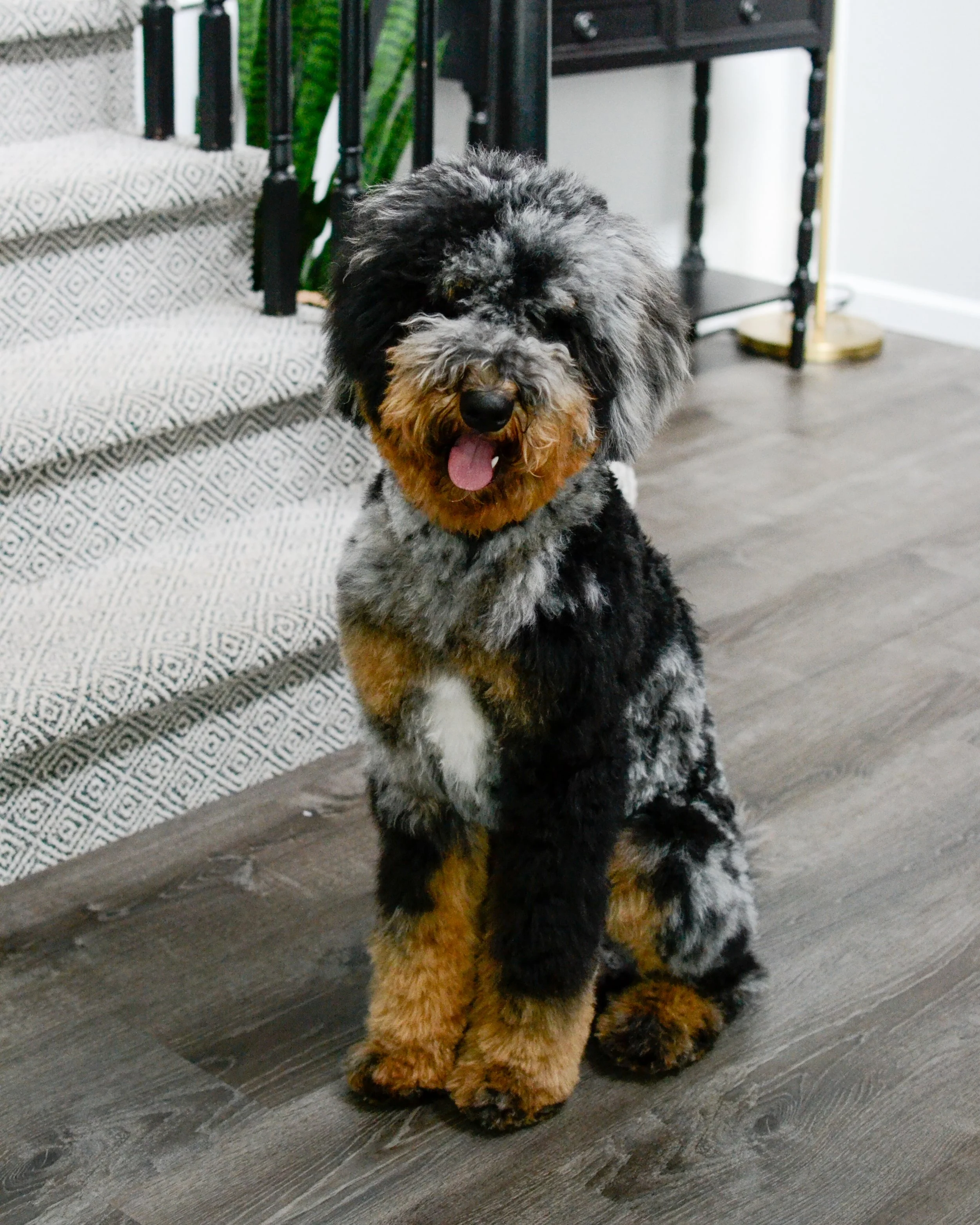 Tri Color Mini Bernedoodle Full Grown Tri Color Full Grown Mini