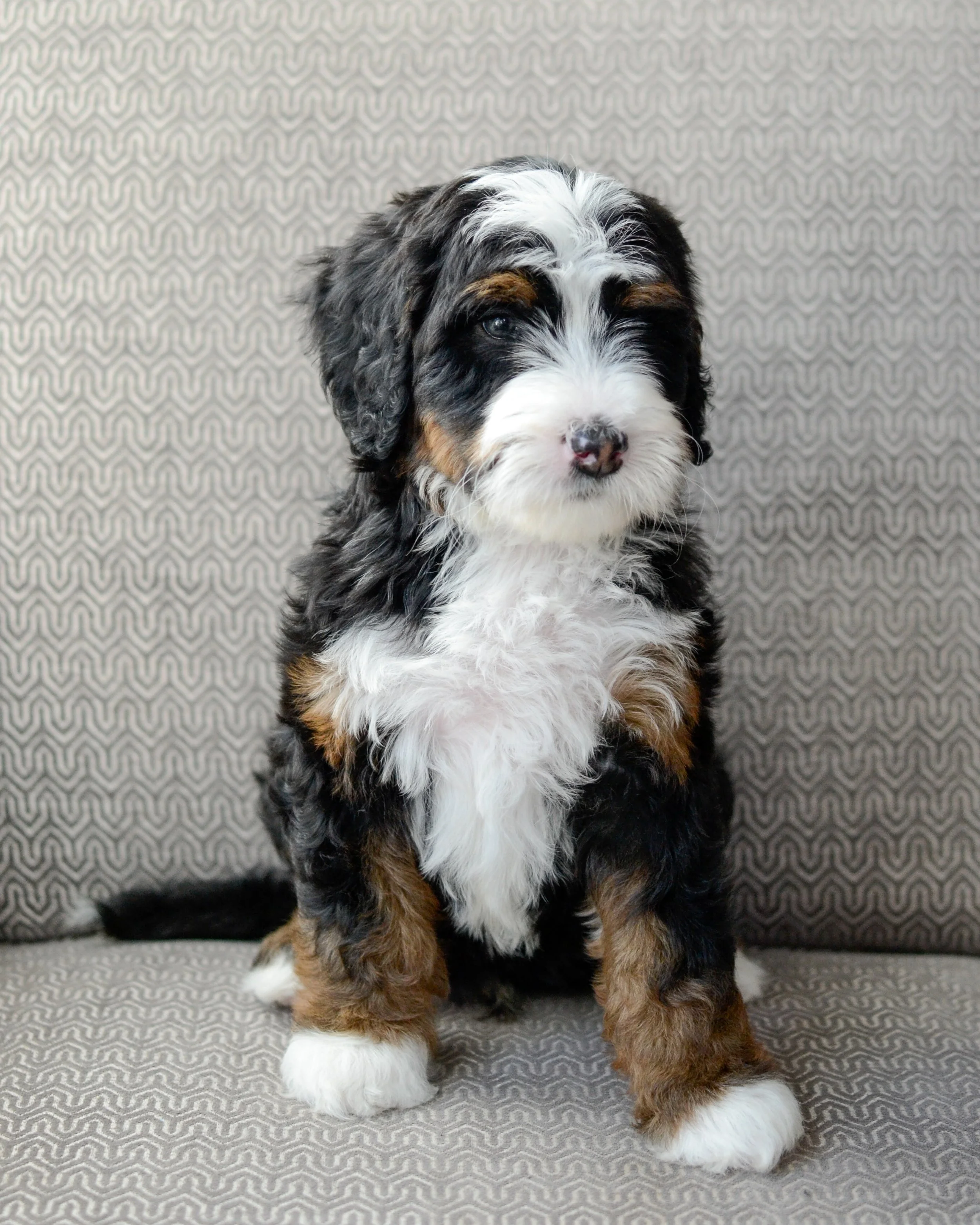 Albus-3.jpg