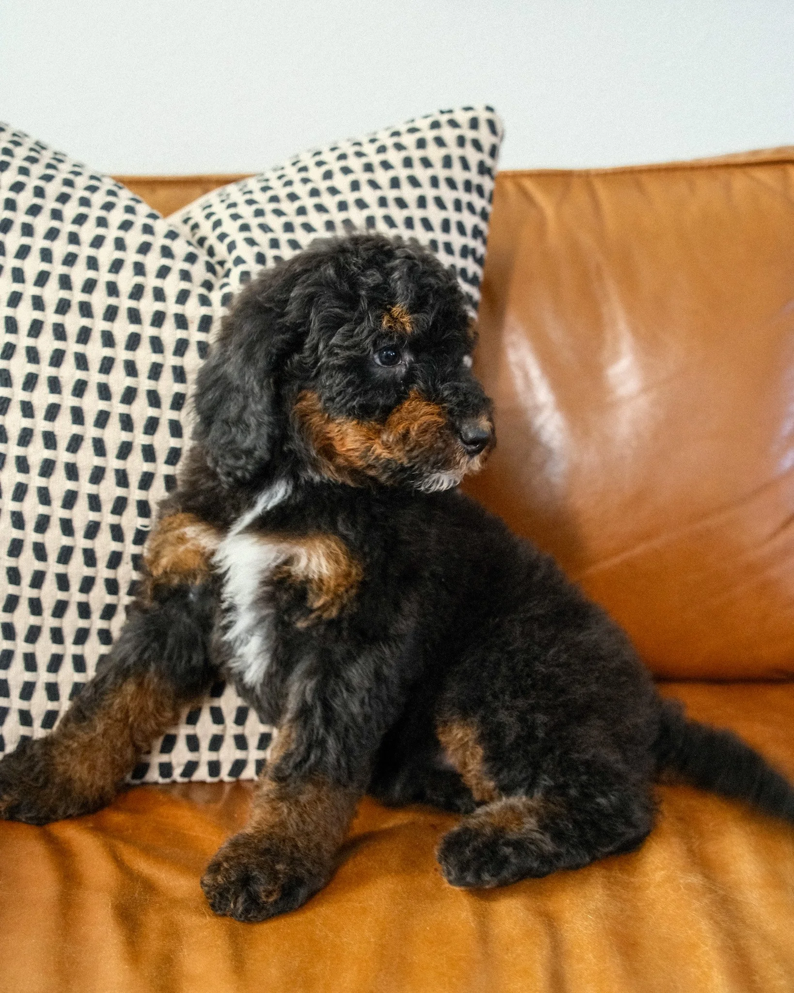 Black Widow-1.jpg
