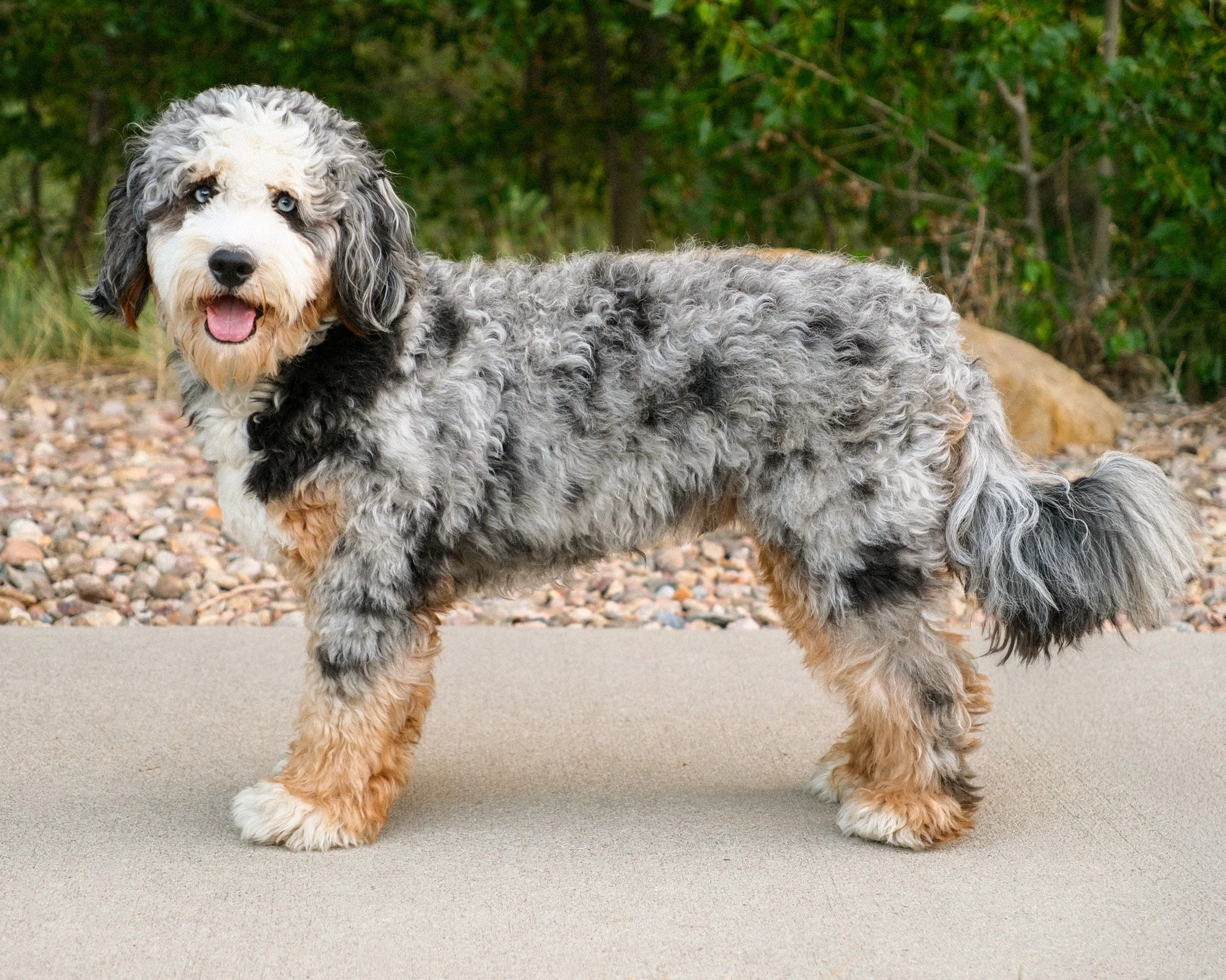 Archie-12.jpg
