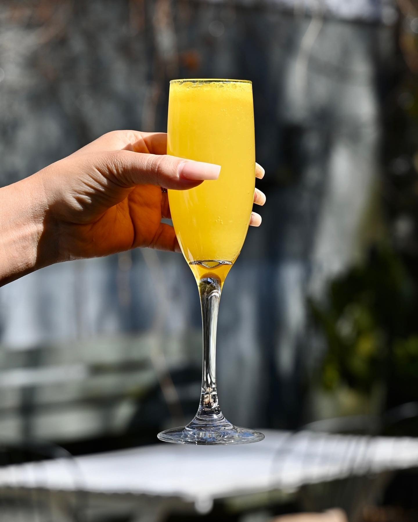 Manicured hand holds Mimosa