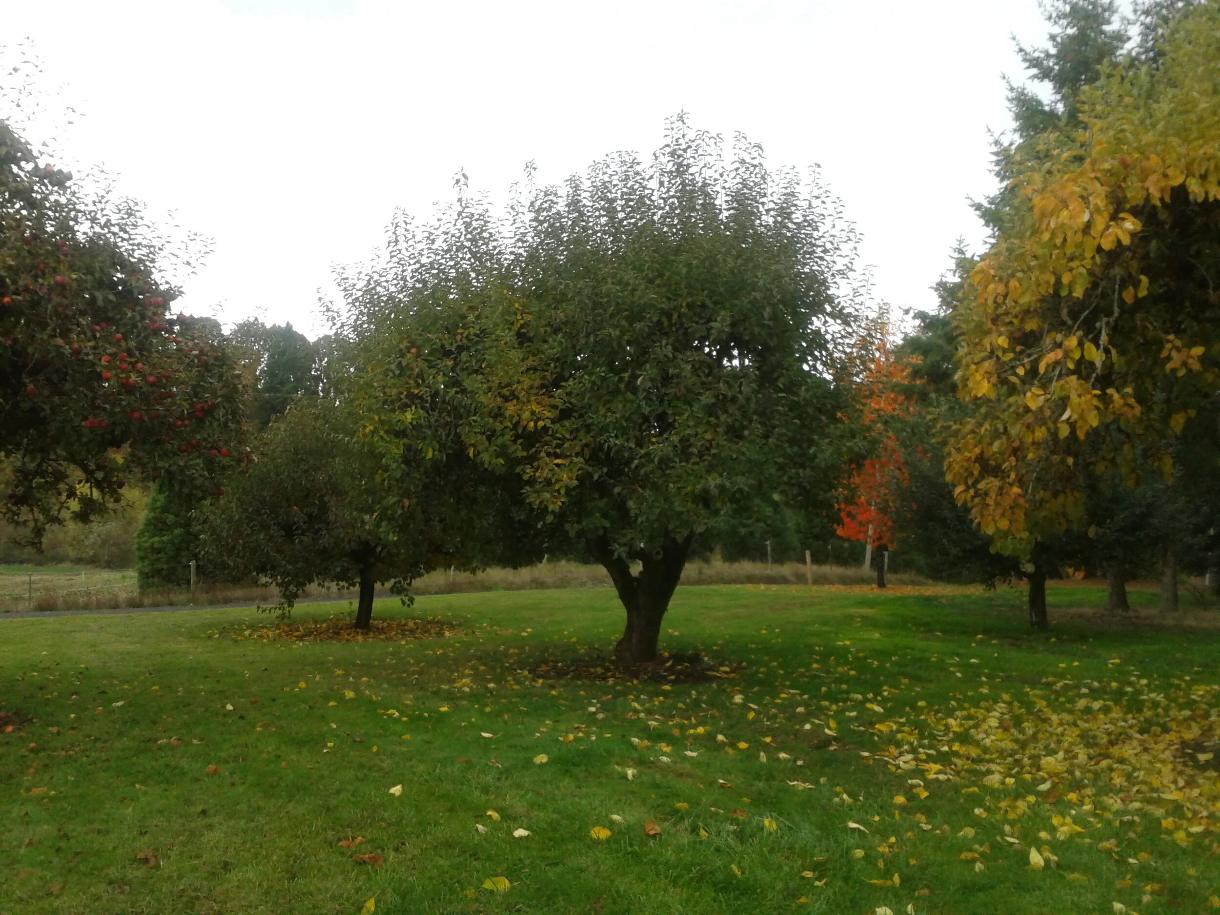 Orchard Grown Produce