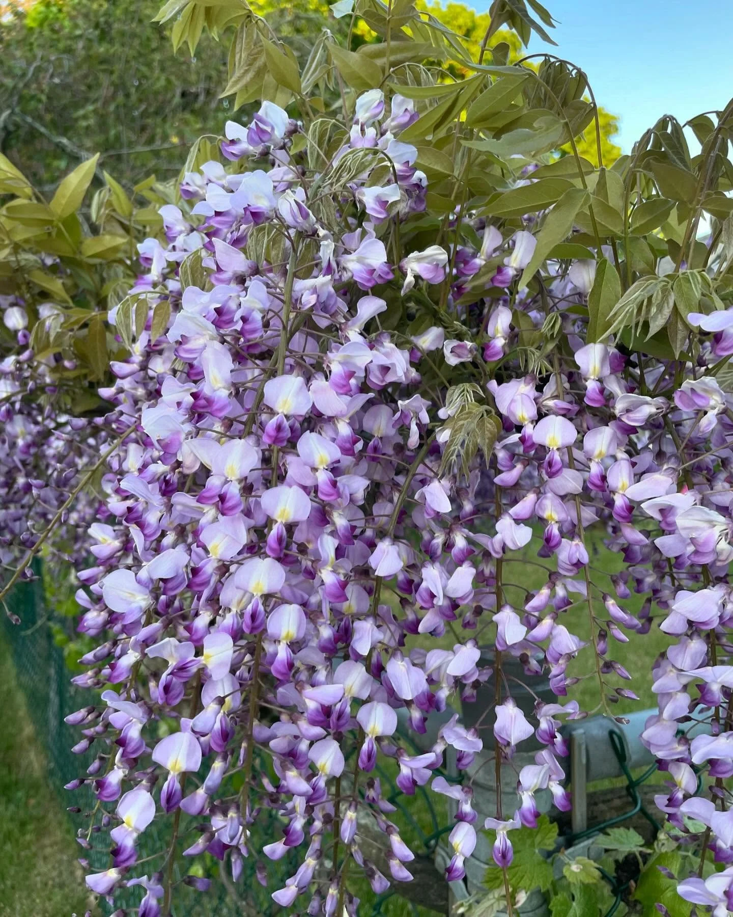 One month of #wisteria