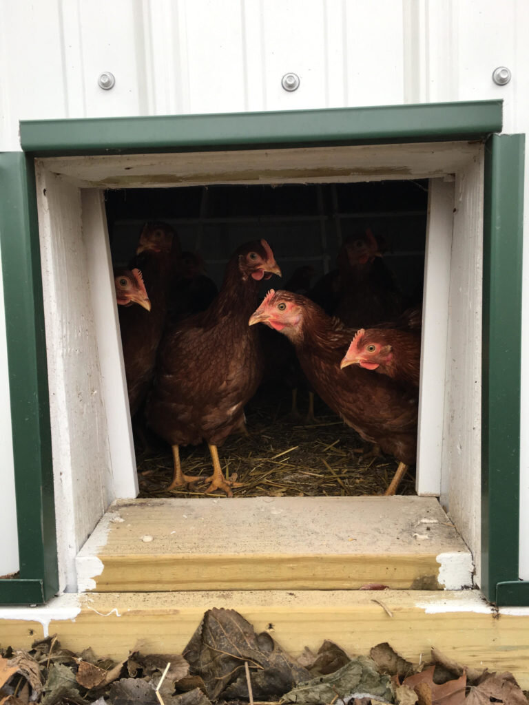 chickens-in-door-768x1024.jpg