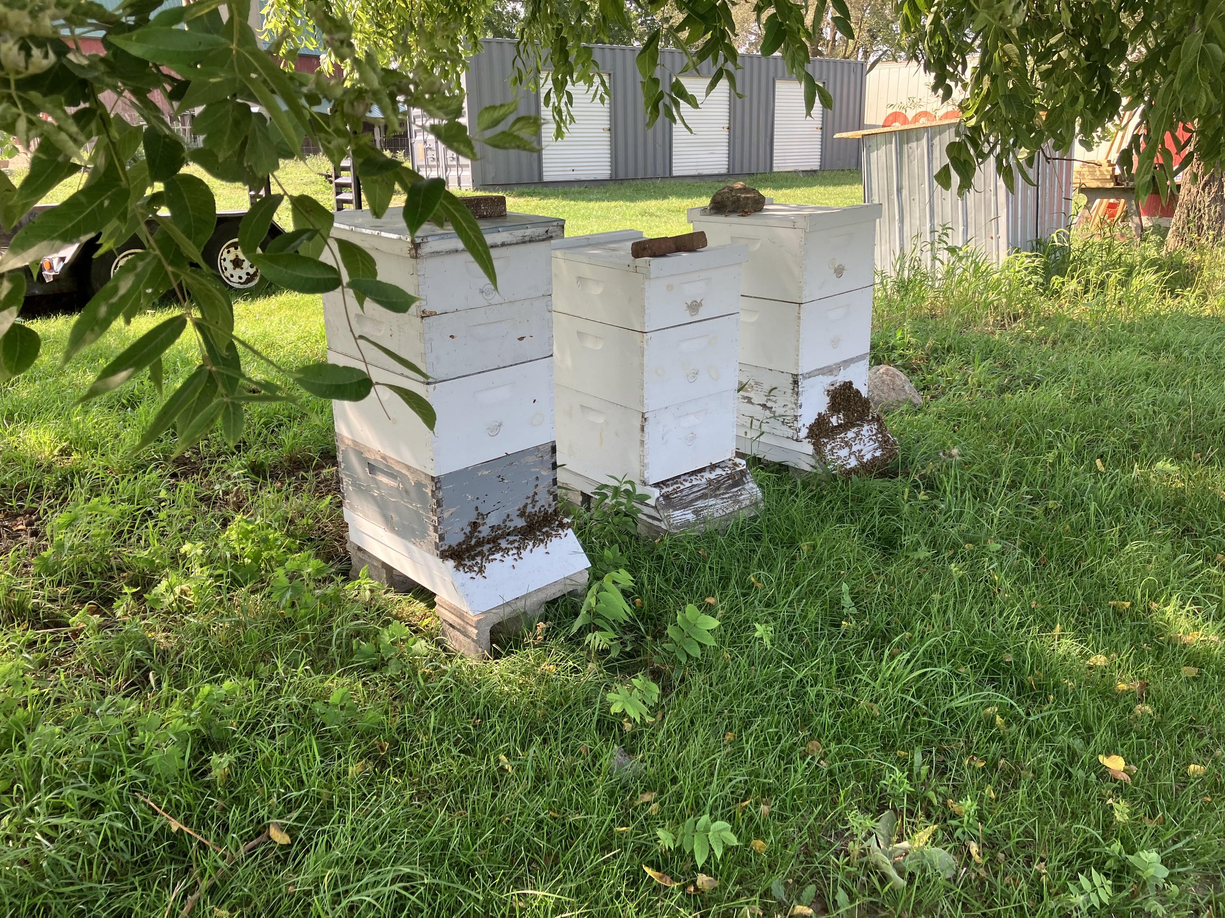 Hives 2023.jpg