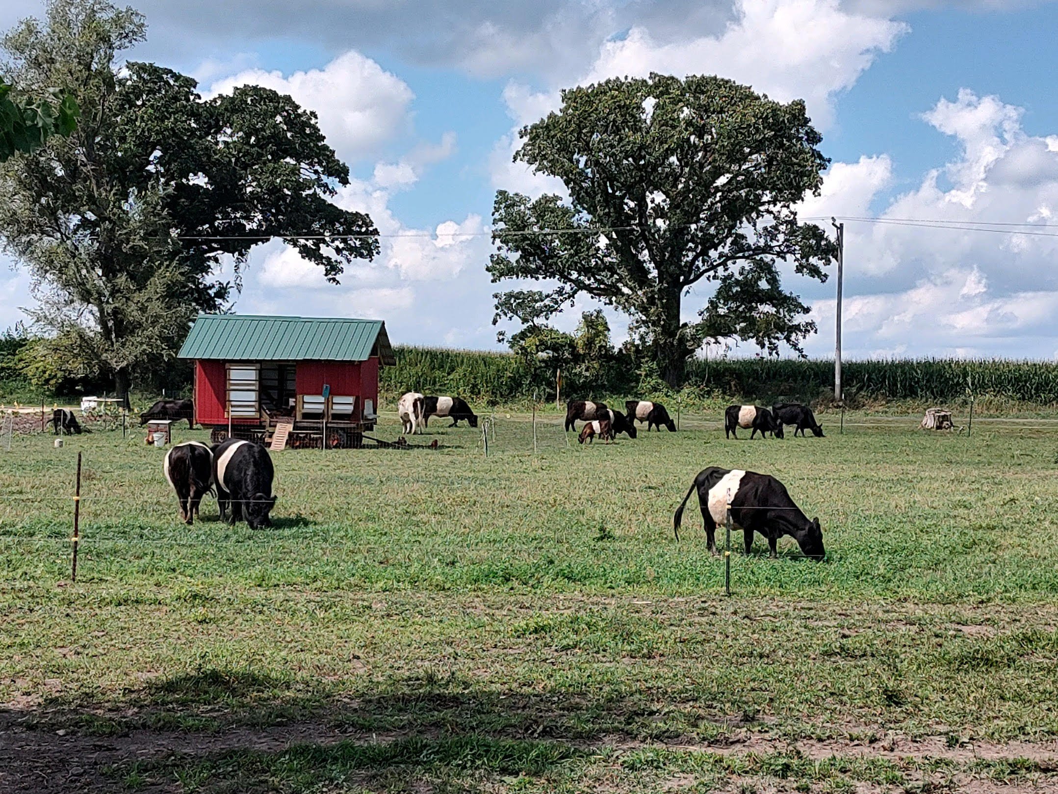 chickens and Cows.jpg