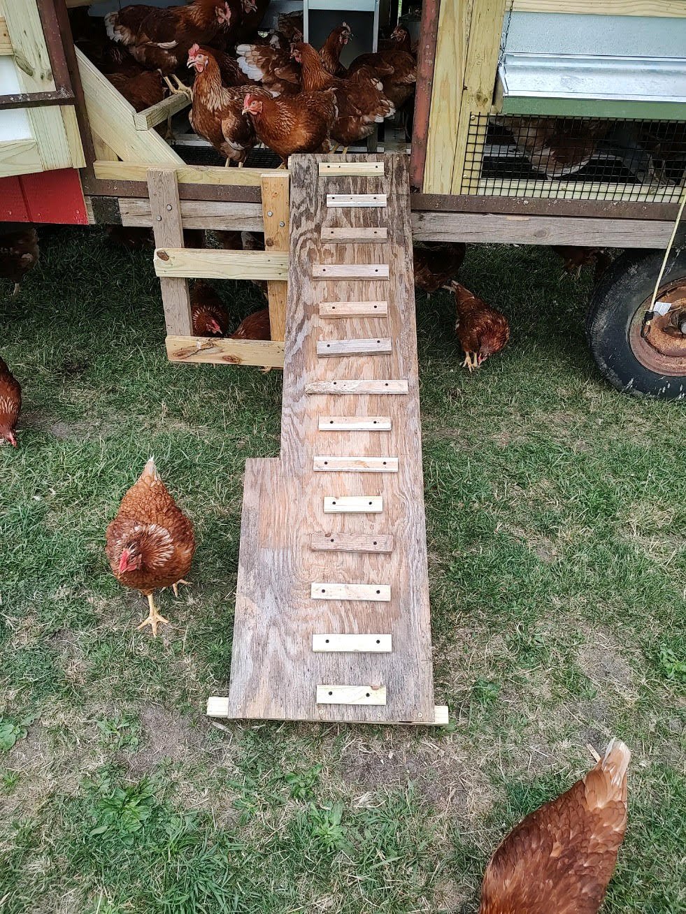 Chickens3.jpg