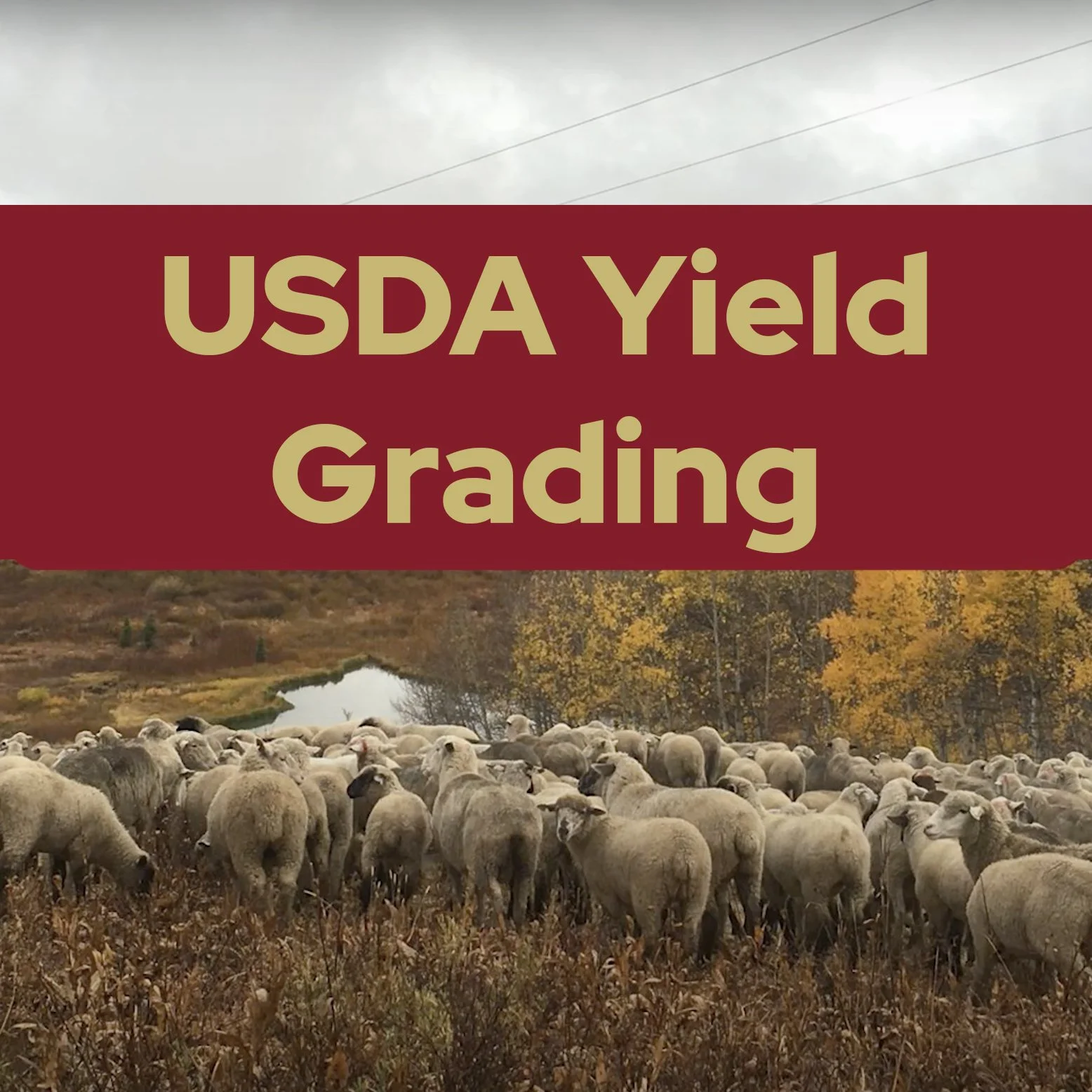 Lamb Quality Video Series — Lamb Resource Center