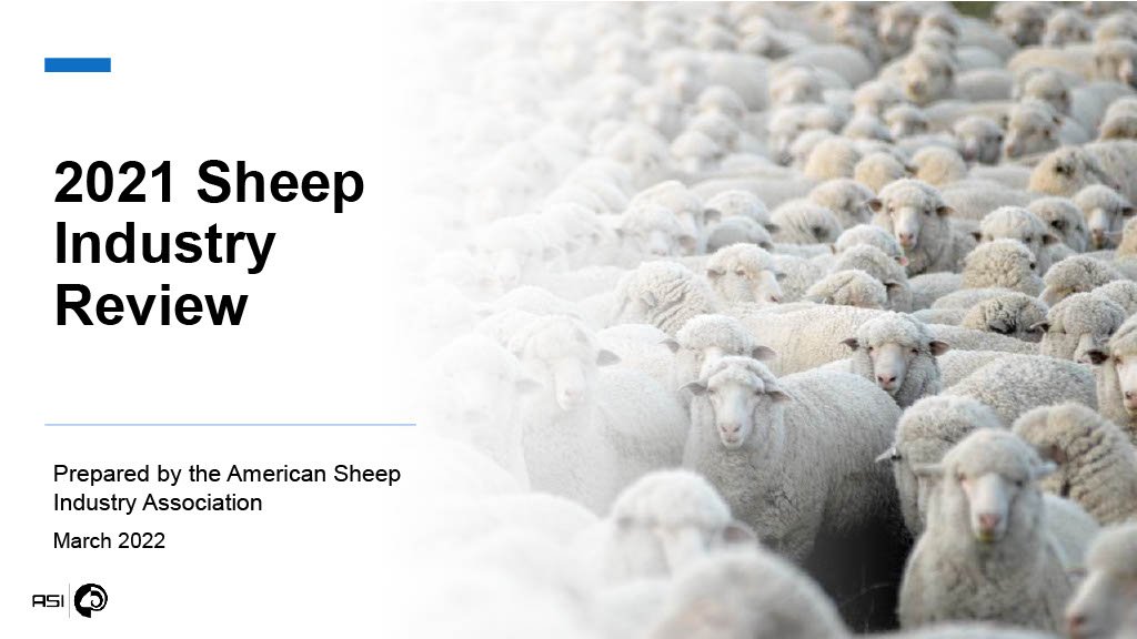 Lambs wool Wrap Uan Wool