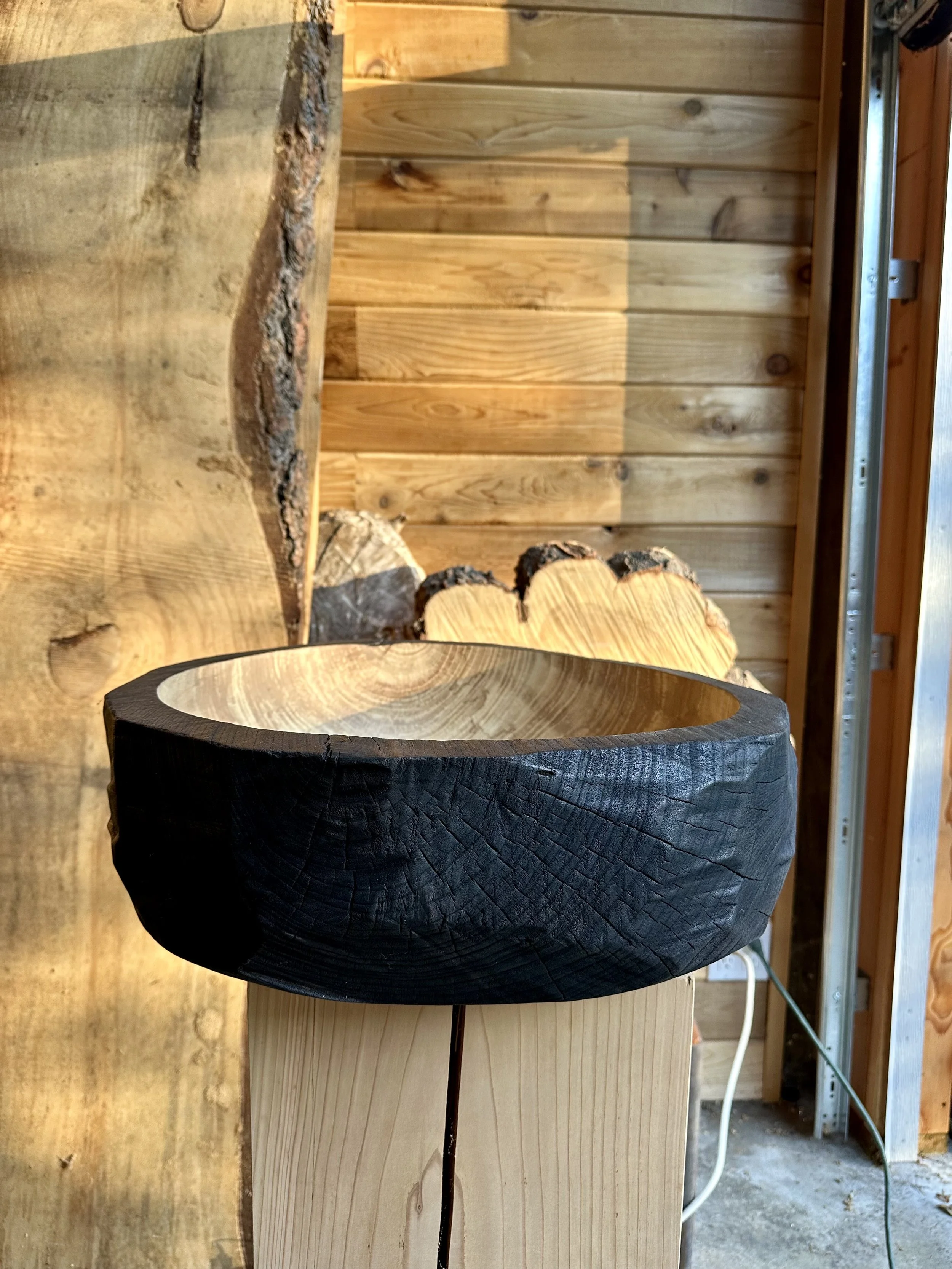 Orcas Island Elm - Primitive