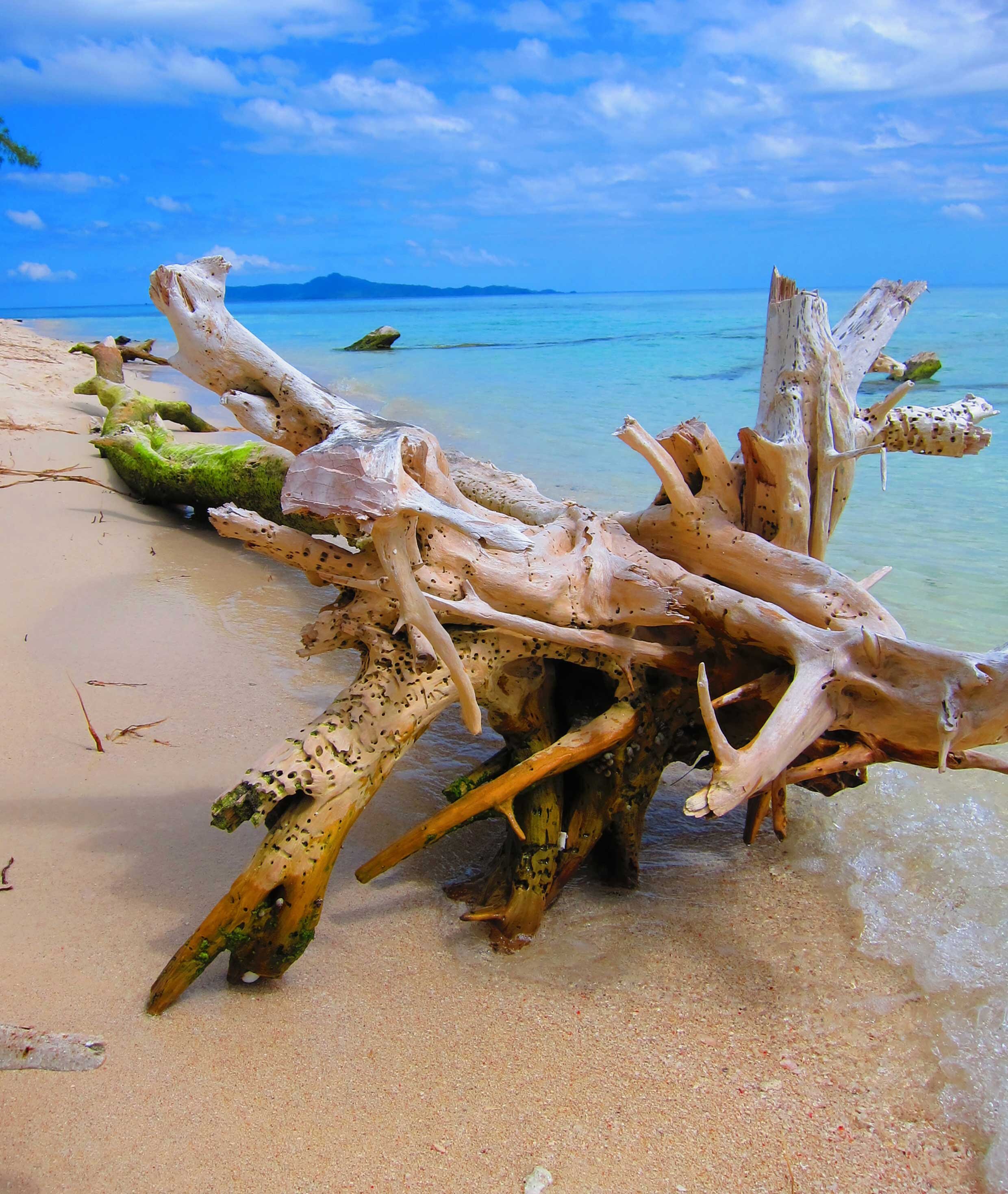 Island-PNG-Catfish.jpg