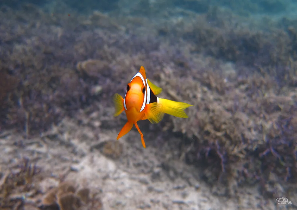 Clownfish-PNG-Catfish.jpg