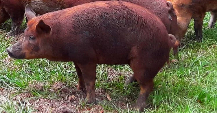 Nature Delivered!  Regionally Significant Hogs for the Southern Kitchen!  