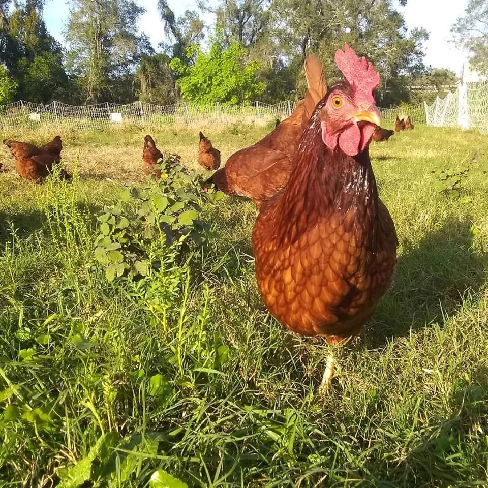 Chicken and Things The Trailbale Farm Way