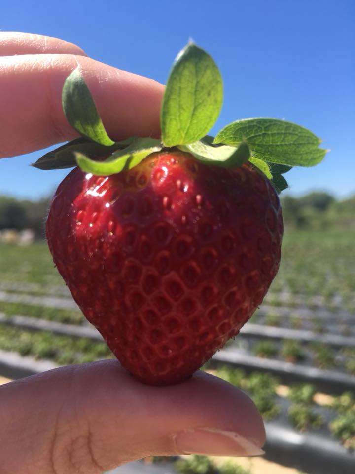 Strawberry Passion/Passion Organics Farm 