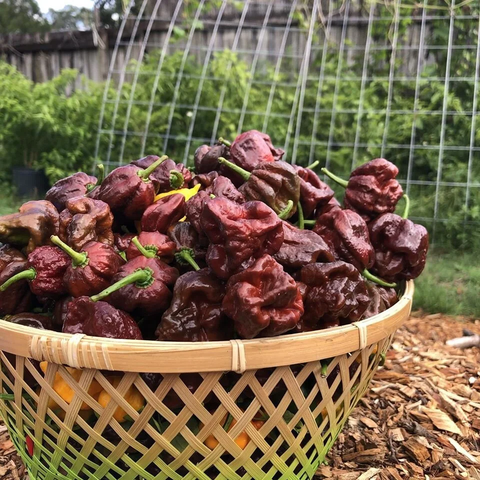 Good Grunt Peppers:  Just Keep Eating More, It Won't Burn as Much!