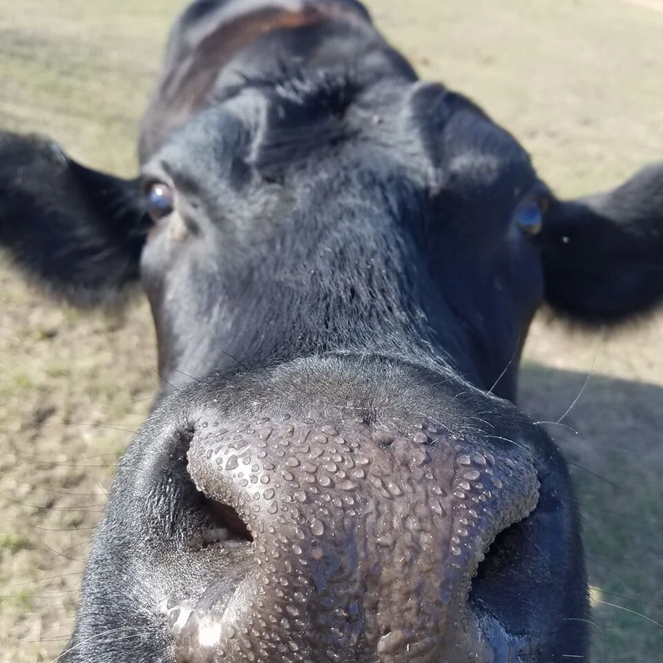 Providence Cattle Company:  Grassfed, Grass Finished, Florida Beef