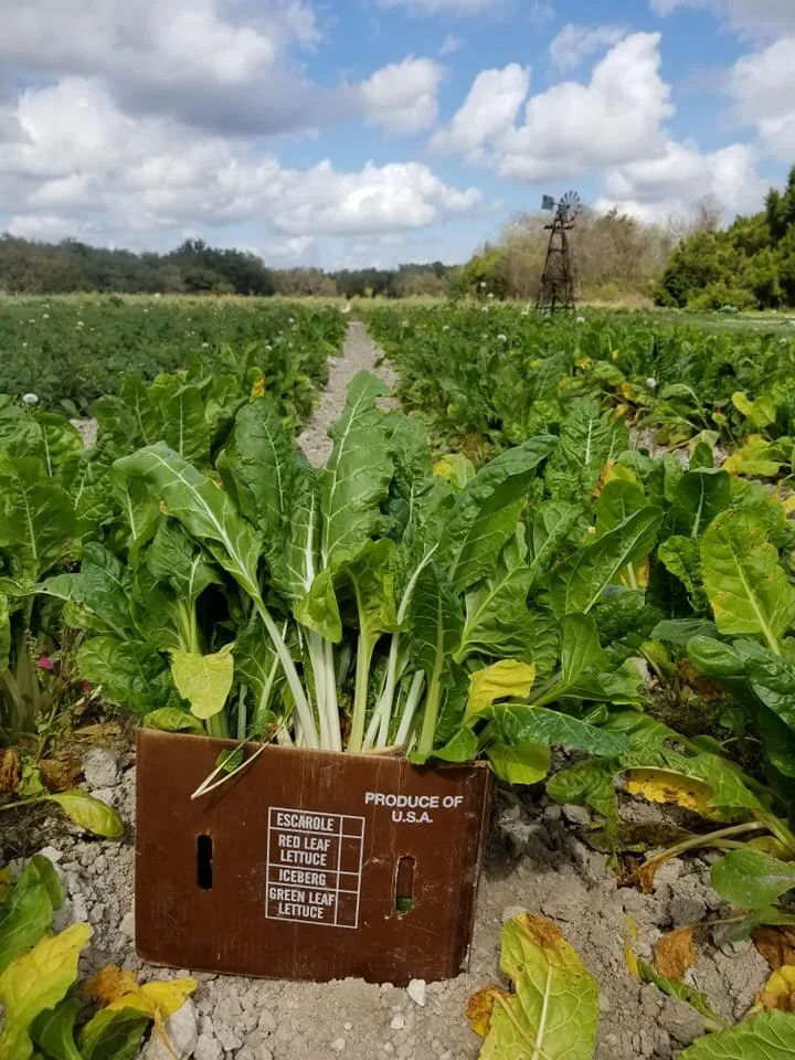 Beasley Farm's Sustainable Mindset