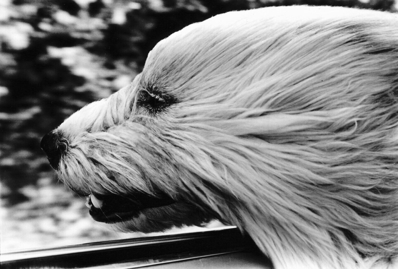  My family traveled all over the world. Our dog, Barnaby, loved to nose the wind on the road. Me too. 