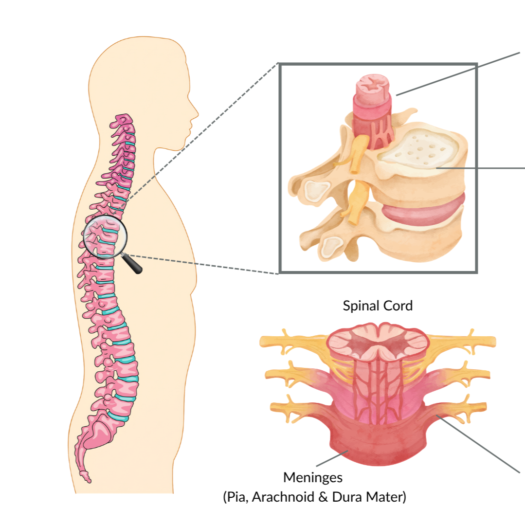 The Cranio-Sacral System – How it Connects the Head to the Hips