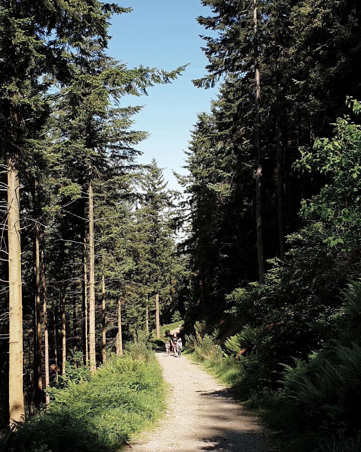 Some photos from our walk in Dodd Wood in the Lakes District! It was stunningly beautiful and you could catch glimpses of Bassenthwaite Lake through the trees 🌿

#doddwood