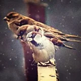 as the sparrow is remembered