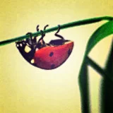 lessons from a beetle