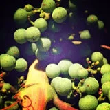 calmness of inheritance