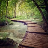 leniency as a bridge