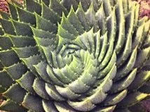 order in the midst of chaos