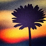 gratitude flowering from within