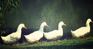 order and priorities