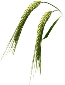 single_barley.jpg