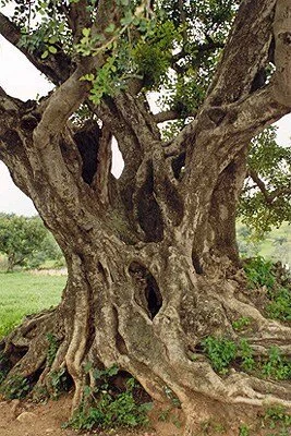 Old Carob Tree