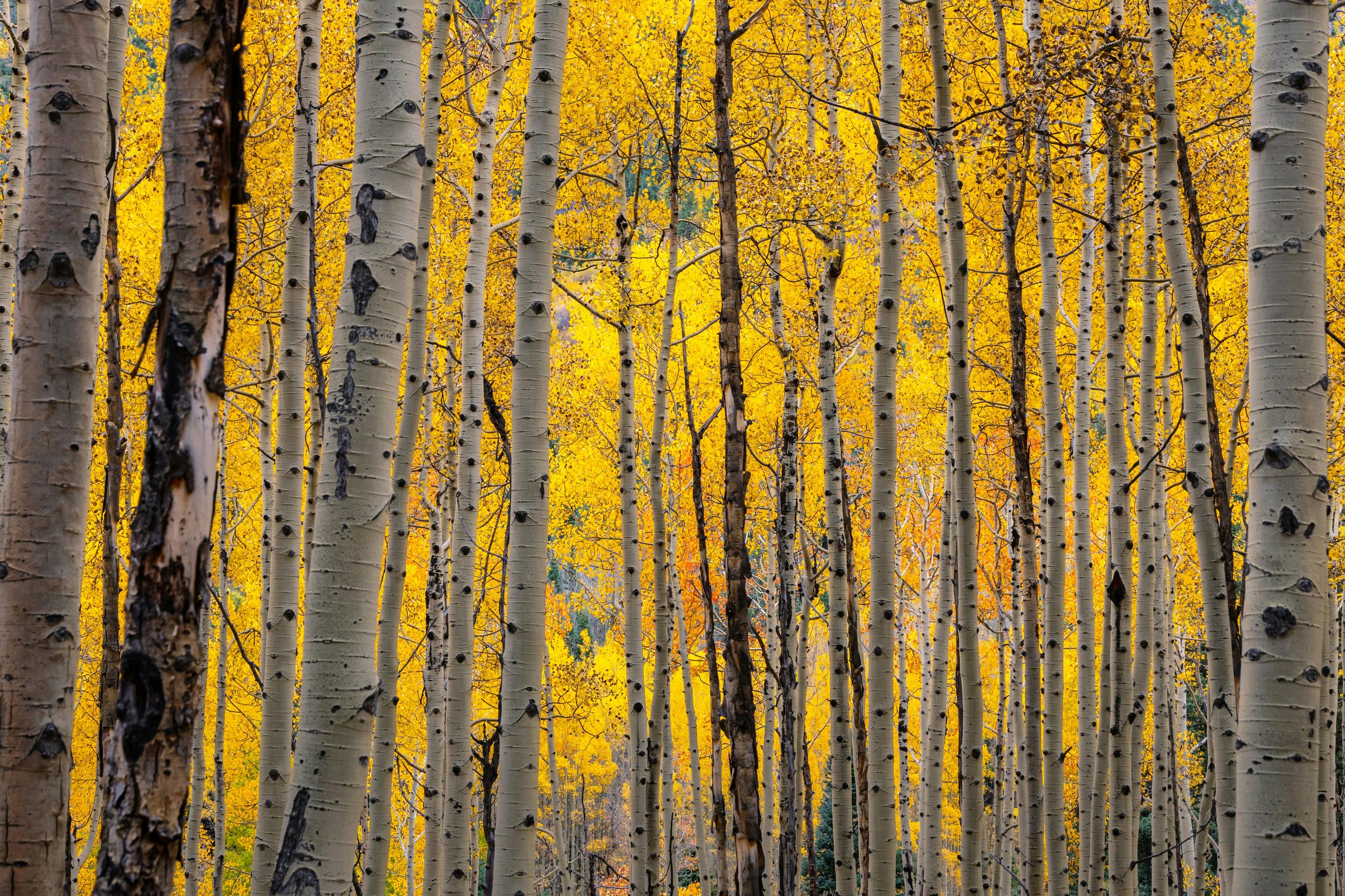 Aspen Grove.jpg