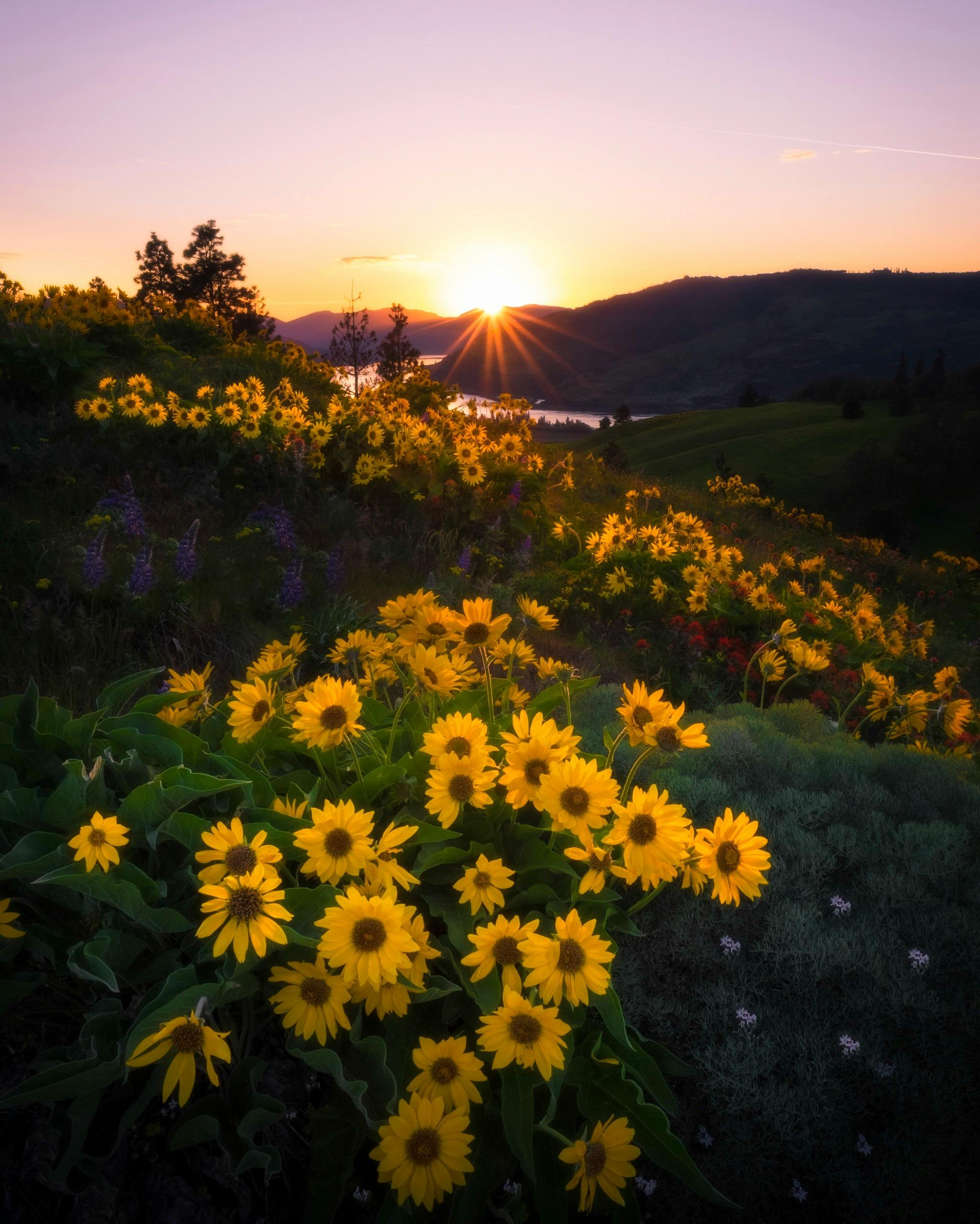 Hood River Wildflowers.jpg