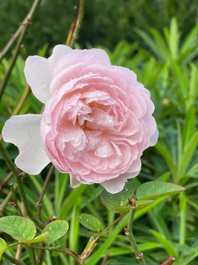 Roses after the rain.JPG