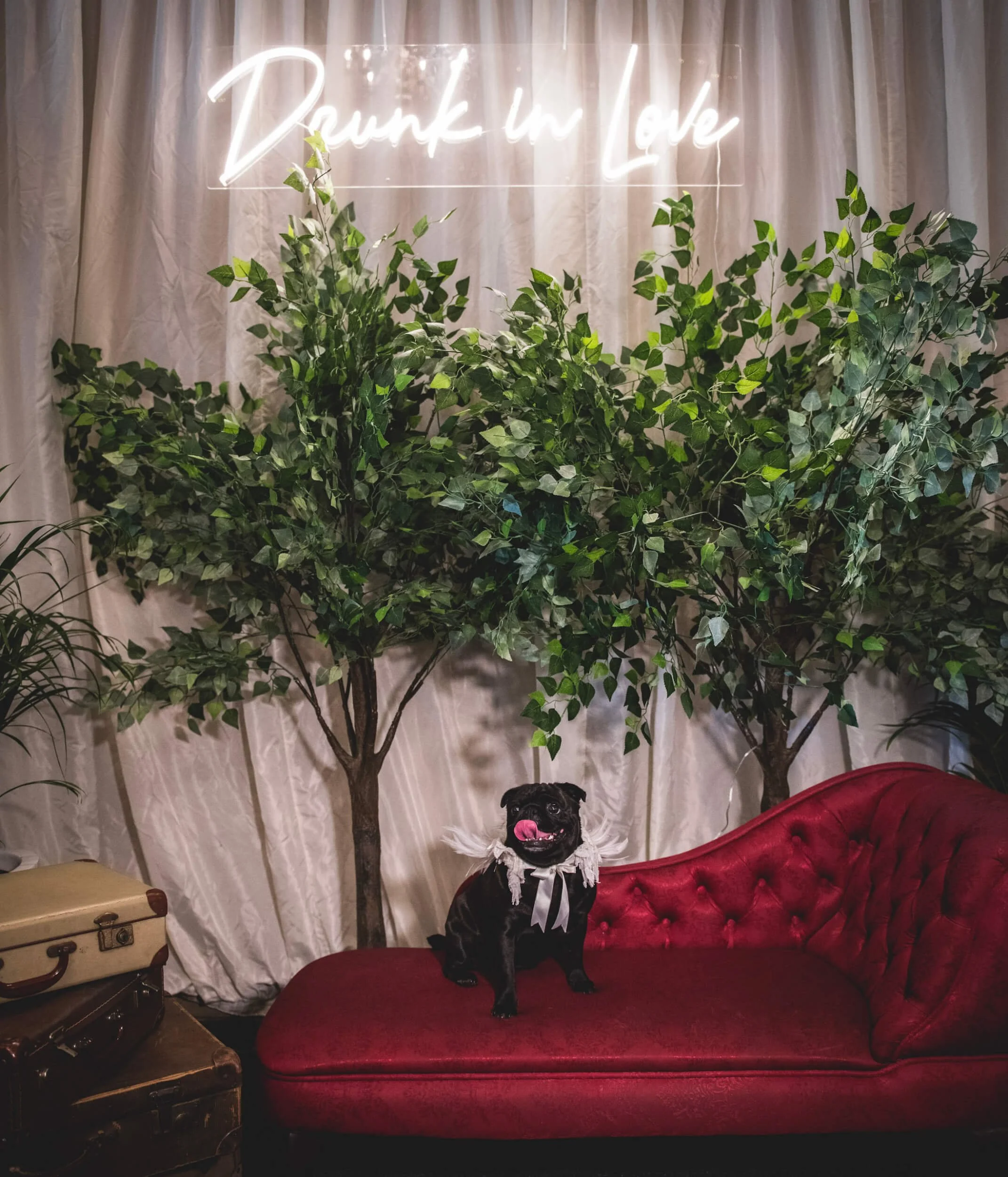 Drunk in Love Neon Sign in white neon light above green plants and red velvet chaise lounge, available to hire for your wedding or event.
