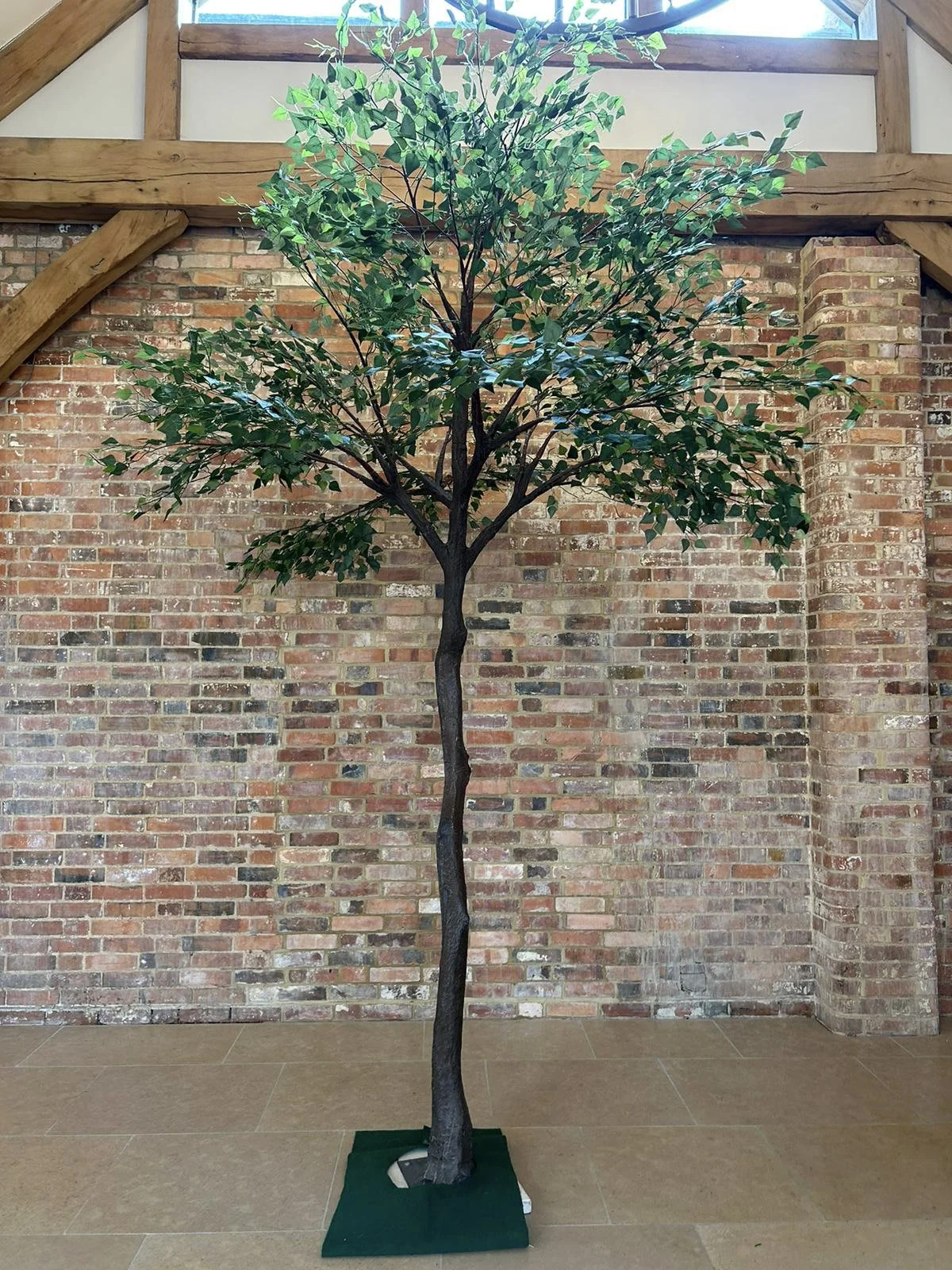 Statement Tree - 3.4m - Birch - events and wedding hire Sussex, Surrey, Kent and Hampshire
