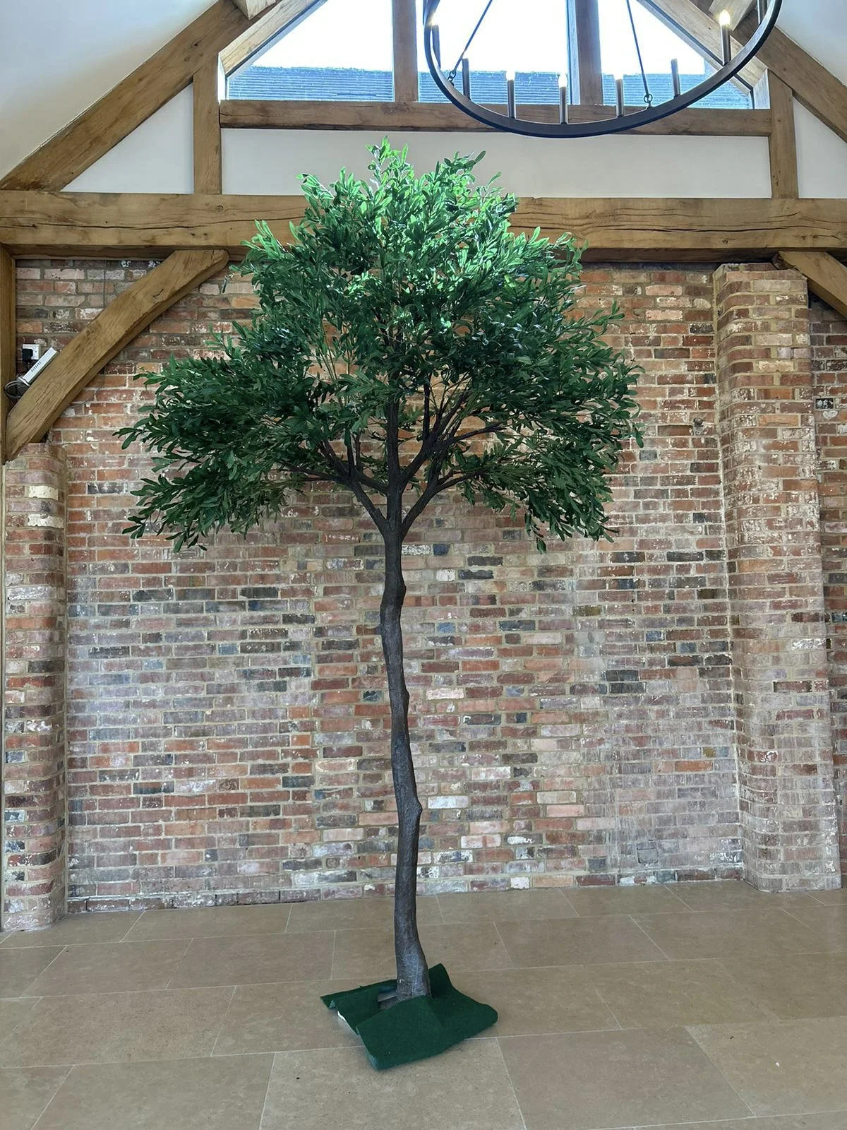 Statement Tree - 3.4m - Ruscus with dense green foliage and dark trunk, available to hire for your wedding or event.
