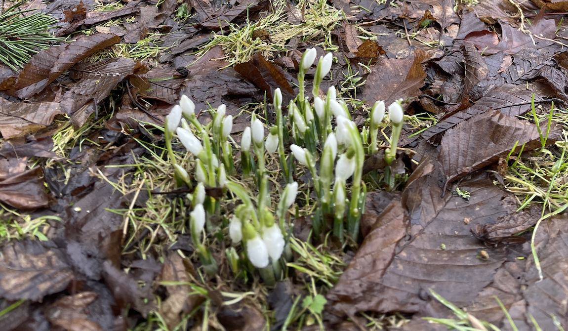 Generalforsamling 2026