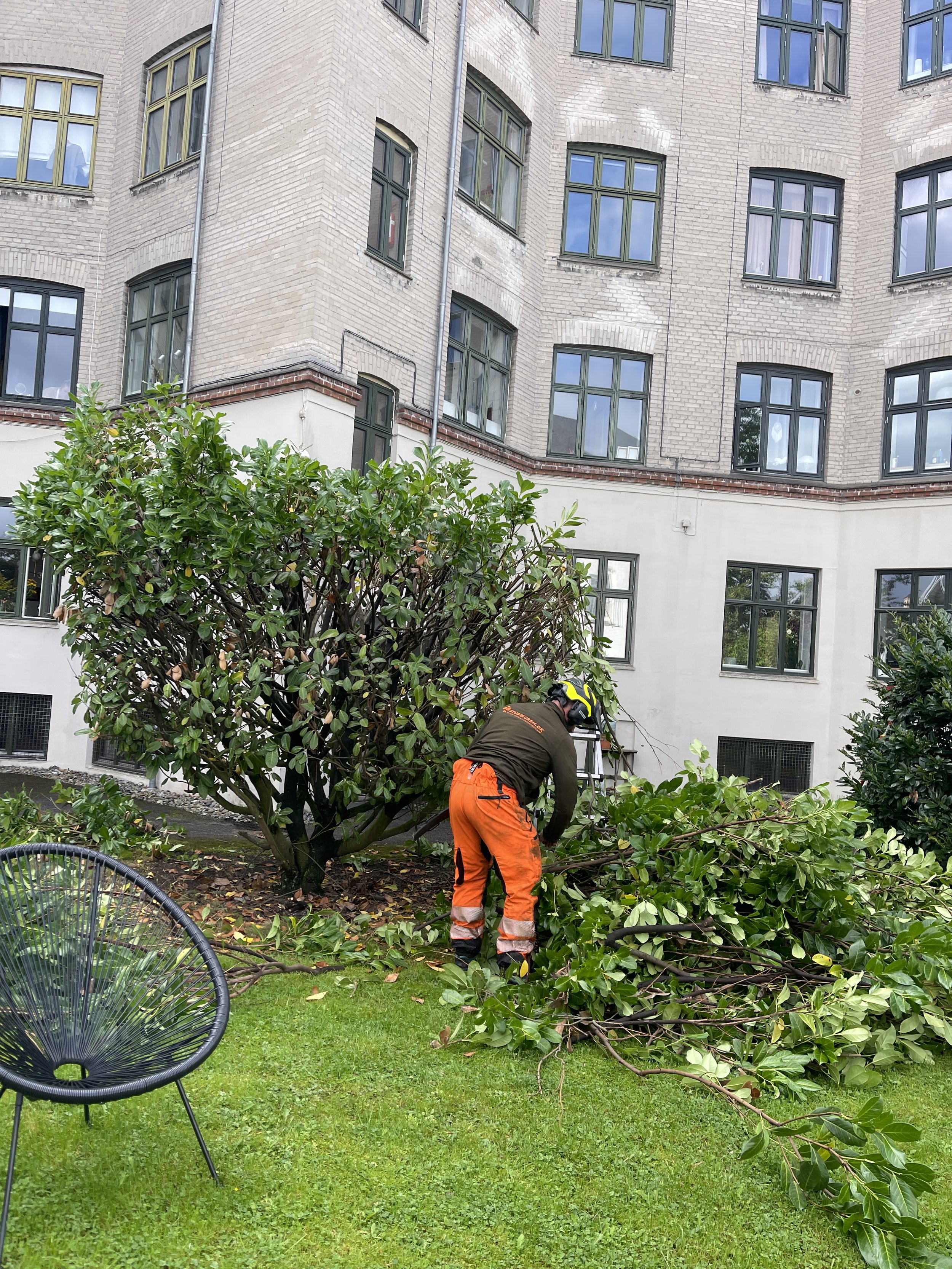 Beskæring af træer 