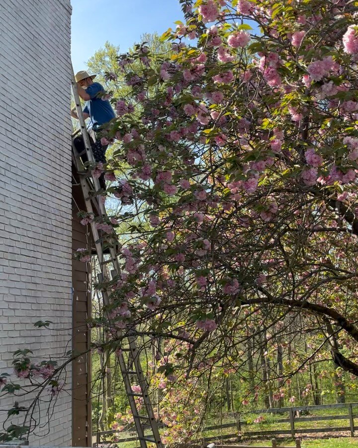 Spring time and exterior painting get along like ham and cheese on a sandwich. 🌸🤎🥪🌷