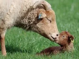 CHURCH NEWSLETTER  SUNDAY 15TH  MARCH, 2026 MOTHERING SUNDAY