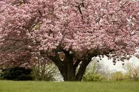 CHURCH NEWSLETTER  SUNDAY 19TH APRIL, 2026  THE THIRD SUNDAY OF EASTER 