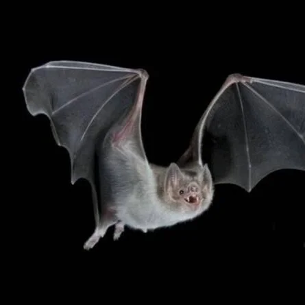 MURCIÉLAGOS FUMADORES