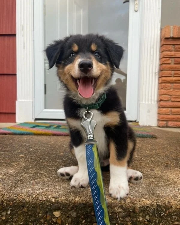 Welcome the newest member of the Oak and Sage Team, Pippin!
He's the best boy even though we caught 
him sleeping on his first day😮
 
#tennessee #easttn #chattanoogatn #oakandsageproperties #oakandsage #nooga #noogagram #forsale #homesale #kw #rea